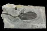 D Fossil Crinoid (Encrinus) - Alverdissen, Germany #130492-1